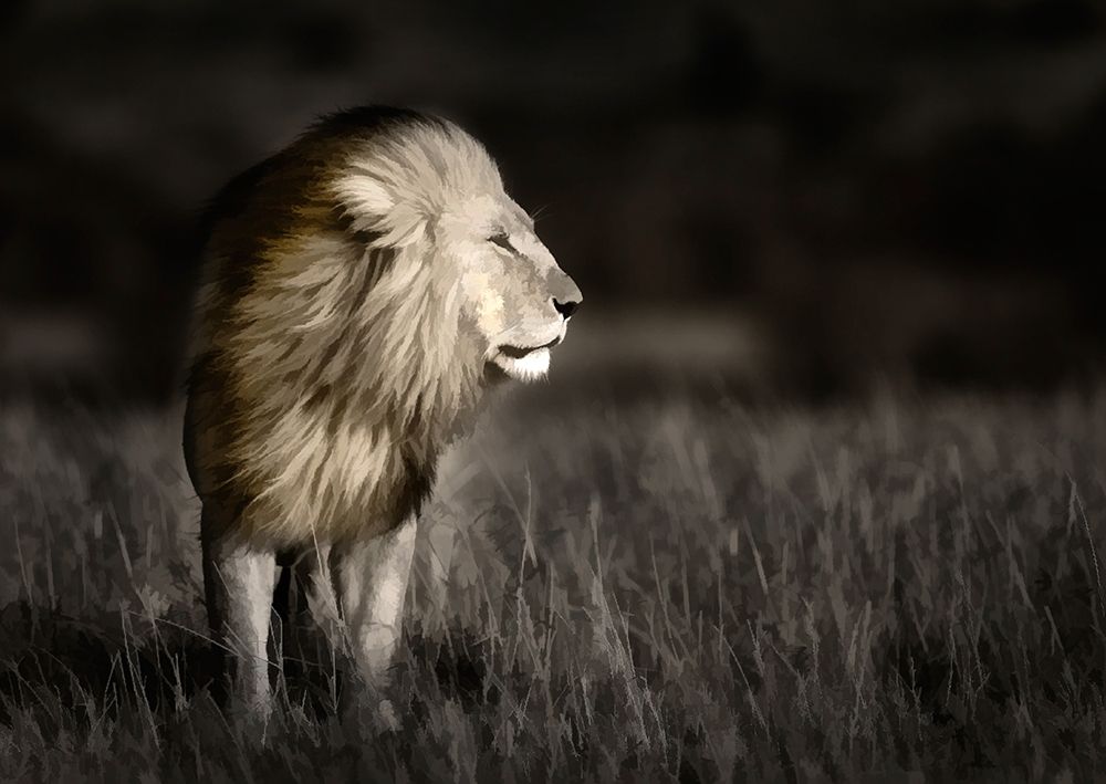 Kenya-Masai Mara National Reserve Abstract of male lion standing in field art print by Jaynes Gallery for $57.95 CAD